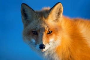 Fox, red, eyes wallpaper thumb