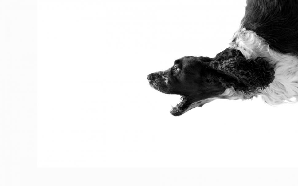 White Dog wallpaper,dog wallpapers HD wallpaper,white backgrounds HD wallpaper,black HD wallpaper,bark HD wallpaper,cry HD wallpaper,download 3840x2400 dog HD wallpaper,  HD wallpaper,2880x1800 wallpaper