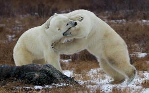 Polar Bears Playing wallpaper thumb