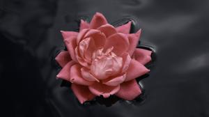 Flower Rose HD wallpaper thumb