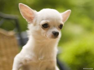 Chihuahua Dog  High Res Pics wallpaper thumb