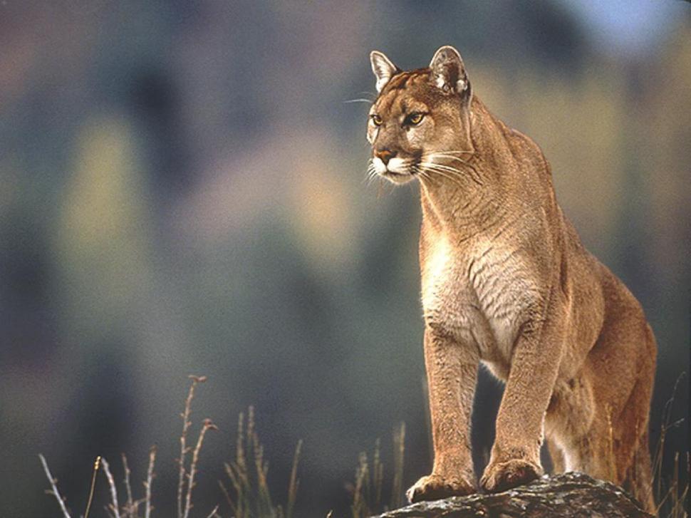 Mountain Lion, King, Power, Looking Down wallpaper,mountain lion wallpaper,king wallpaper,power wallpaper,looking down wallpaper,1600x1200 wallpaper