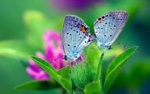 Spring nature, butterfly, green leaves, flower wallpaper thumb