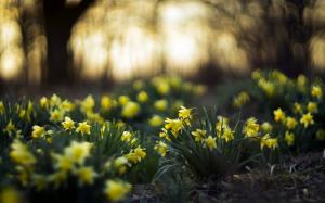 Yellow daffodils, garden wallpaper thumb