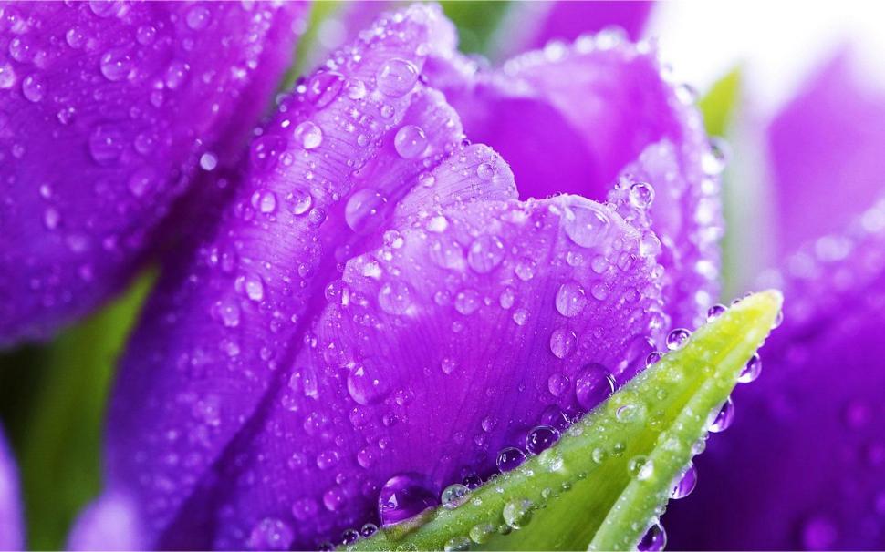 Wet Purple Tulips wallpaper,flower HD wallpaper,nature HD wallpaper,purple HD wallpaper,tulips HD wallpaper,1920x1200 wallpaper