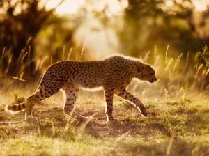 Africa, cheetah, big cat, sunshine wallpaper thumb
