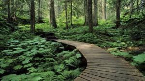 Forest Trail In Mount Revelstoke British Columbia wallpaper thumb