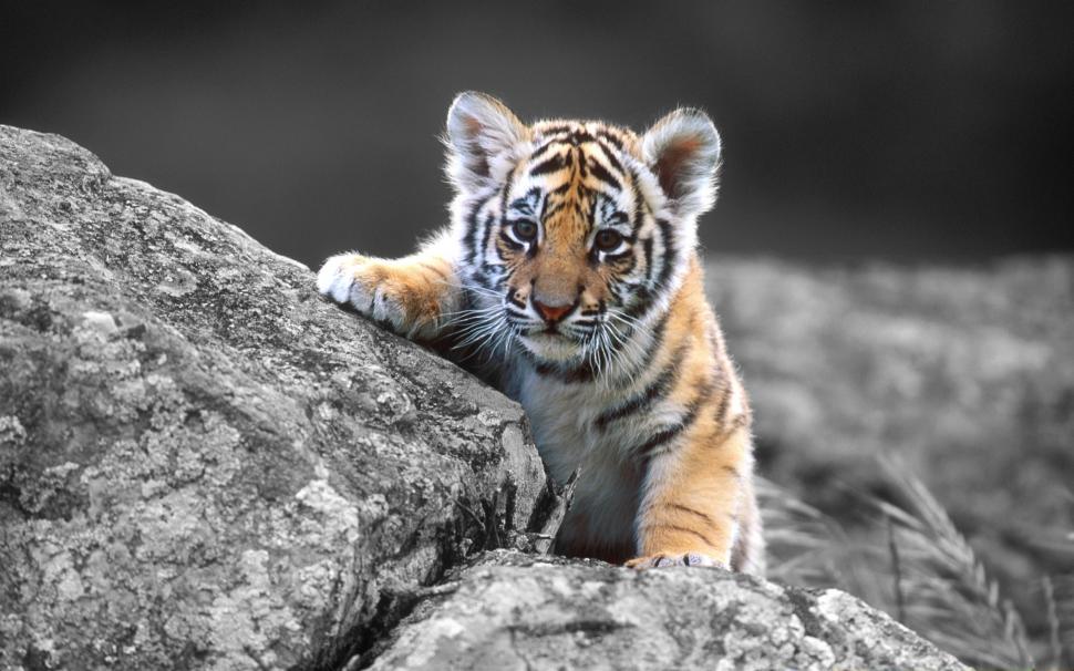 Tiger Cub Tiger Cub Colorsplash HD wallpaper,animals HD wallpaper,tiger HD wallpaper,cub HD wallpaper,colorsplash HD wallpaper,2560x1600 wallpaper