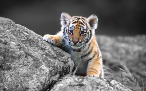 Tiger Cub Tiger Cub Colorsplash HD wallpaper thumb