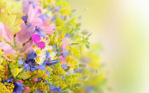 flowers, macro, blur, field wallpaper thumb