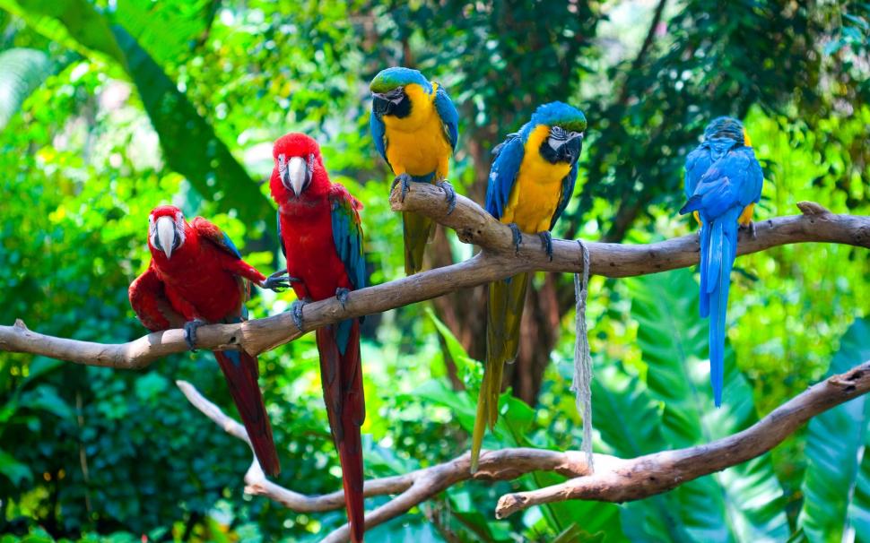 Five parrots, branches, birds close-up wallpaper,Five HD wallpaper,Parrots HD wallpaper,Branches HD wallpaper,Birds HD wallpaper,2560x1600 wallpaper
