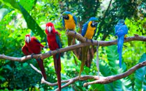 Five parrots, branches, birds close-up wallpaper thumb