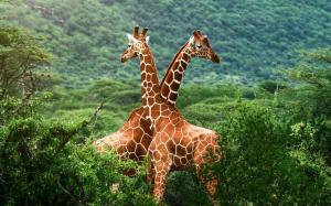 African savanna giraffes wallpaper thumb