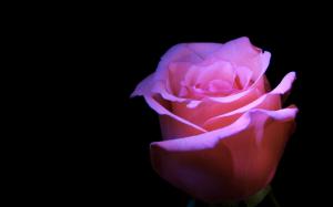 Pink Rose, Flower, Black Background wallpaper thumb