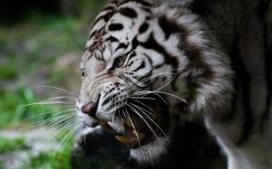 White tiger, face, whiskers, fangs wallpaper thumb