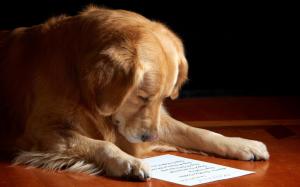 Dog reading the letter wallpaper thumb