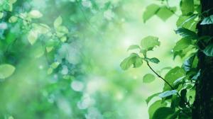 Green Plant Leaves HD wallpaper thumb