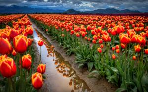 Tulips field, orange flowers, sky, clouds, mountains, water, ditch wallpaper thumb