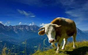 Cow Landscape Mountains HD wallpaper thumb