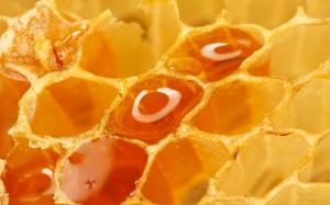 Bee Honey  High Resolution Jpeg wallpaper thumb