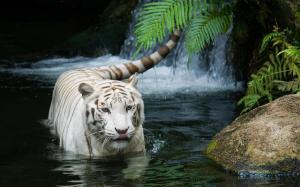 Animals, Tiger, Fur, White, Water, Photography wallpaper thumb