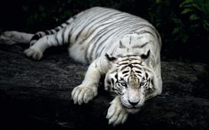 White tiger Background wallpaper thumb
