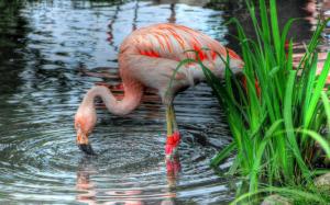Pond, flamingo, grass wallpaper thumb