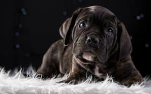 Cute puppy, black dog wallpaper thumb