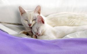 Sweet Cat Couple On Blanket wallpaper thumb