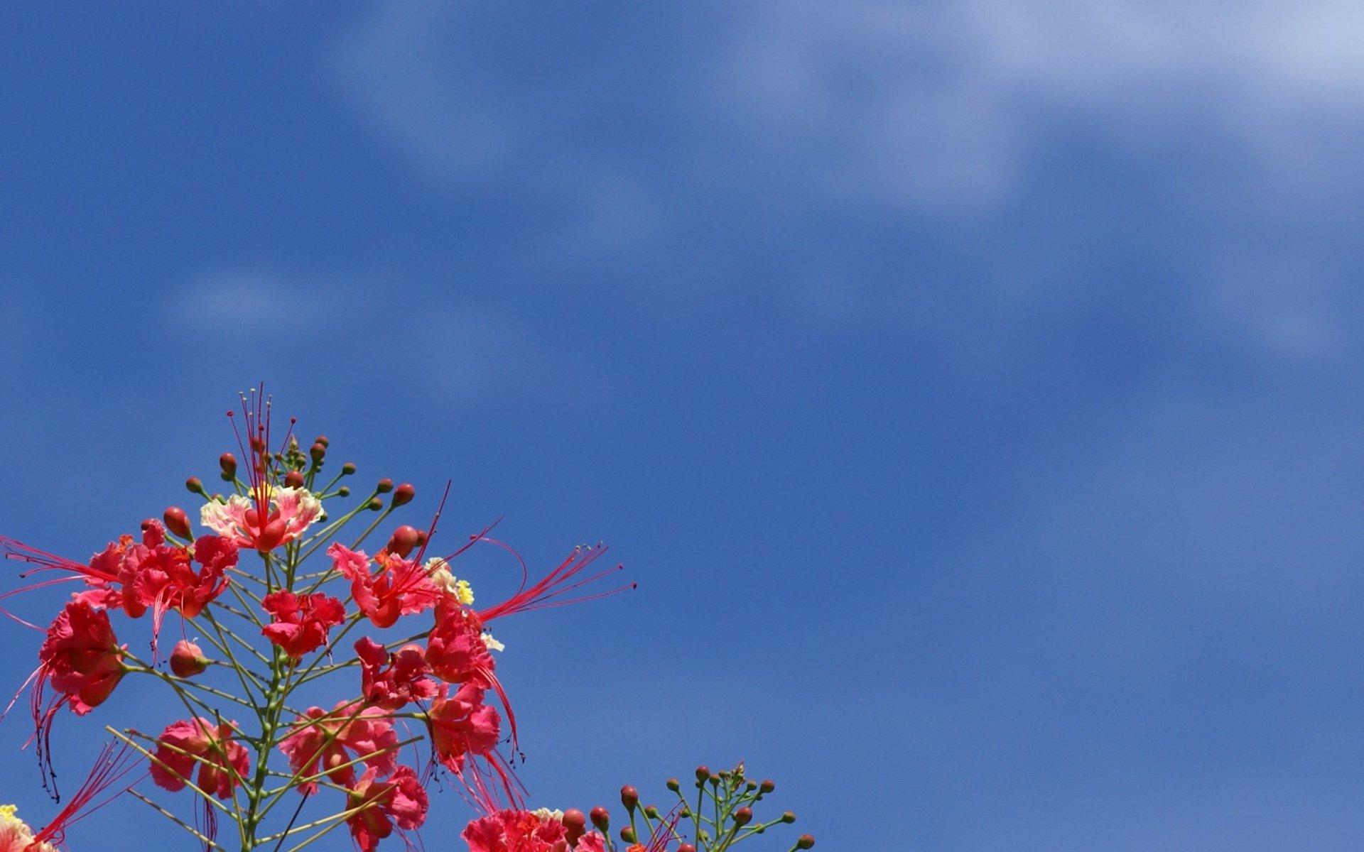 Sky / Flower wallpaper | nature and landscape | Wallpaper Better