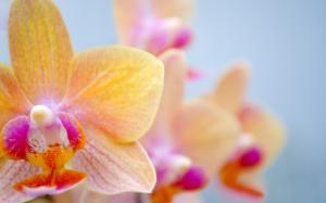 Orange butterfly orchid wallpaper thumb