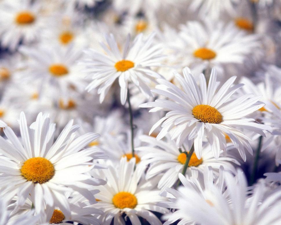 Beautiful White Flowers HD wallpaper,white wallpaper,flowers wallpaper,beautiful wallpaper,1280x1024 wallpaper
