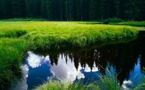 Clear water surrounded by green grass wallpaper thumb