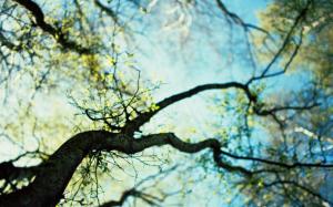 Nature Trees Forests Spring Sunlight Depth Field Skyscapes Worms Eye View Gallery wallpaper thumb