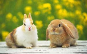 Cute Bunny, Adorable, Floppy Ears, Brown Fur wallpaper thumb