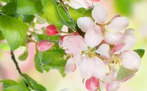 Apple flowers, tree, twigs wallpaper thumb
