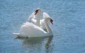 White swan, water, lake wallpaper thumb