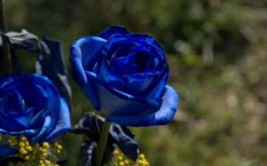 Two Blue Roses wallpaper thumb