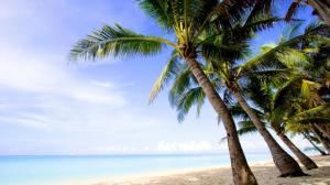 Coast, sea, island, palm trees, beach wallpaper thumb