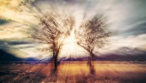 Trey Ratcliff, HDR, Landscape, Trees wallpaper thumb