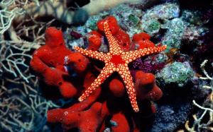 Red Star Fish wallpaper thumb