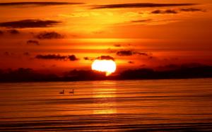 Sunset Swan Bird Lake Orange HD wallpaper thumb
