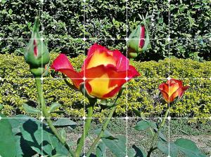 Rose- Window View wallpaper thumb