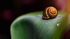 Snail, Seashell, Macro wallpaper thumb