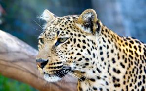 Leopards Stare wallpaper thumb