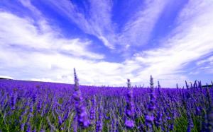 Beautiful Field Of Lavender wallpaper thumb