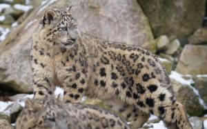Snow Leopard Wild Cat Download wallpaper thumb