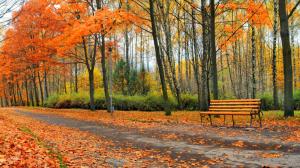 Beautiful autumn park, trees, leaves, bench wallpaper thumb