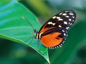 A red and black butterfly on green leaf wallpaper thumb
