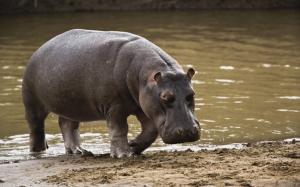 Big Hippopotamus wallpaper thumb